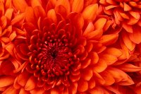 Photo Chrysanthemum.jpg