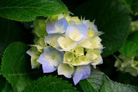 Photo Hydrangeas.jpg