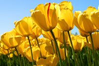 Photo Tulips.jpg