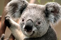 Photo Koala.jpg