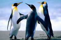 Photo Penguins.jpg