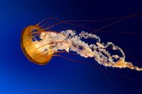Photo Jellyfish.jpg